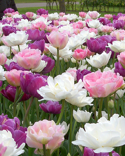 Peacefull Pastels.jpg